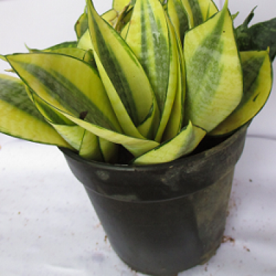 Sansevieria Golden Small, Snake Plant - Mother in Law Tongue Plant